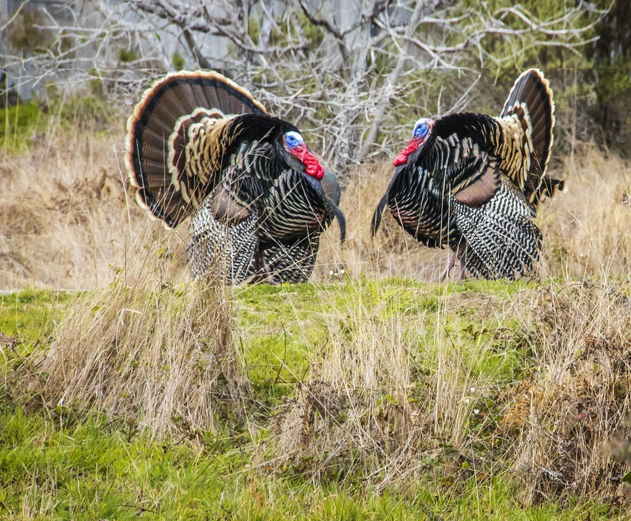 Put wings on your Thanksgiving virtual turkey trot!